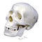Supertek Plastic Human Skull Model B12406-S3 - alternate 1